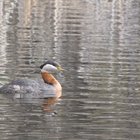 /the-resort/thumbnails/001-IMG_0643.JPG.small.jpeg